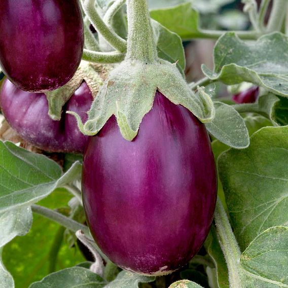 Aubergine Seeds - Patio Mix