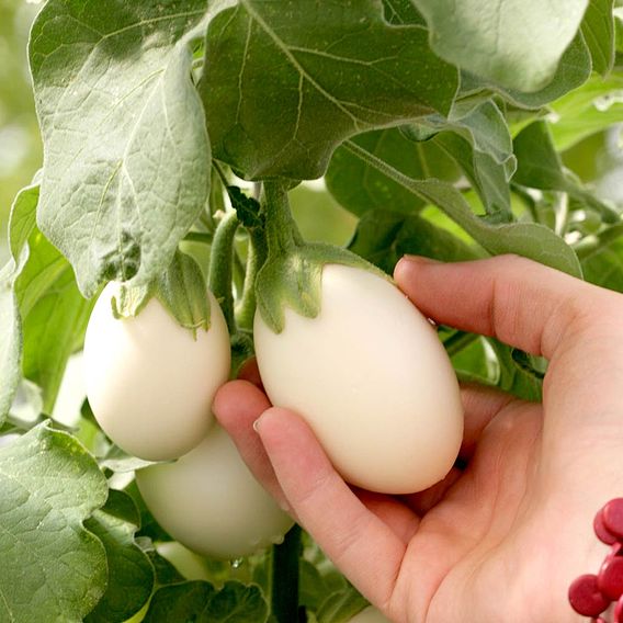 Aubergine 'Patio Mix' - Seeds