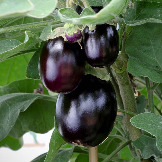 Aubergine Seeds - Patio Mix