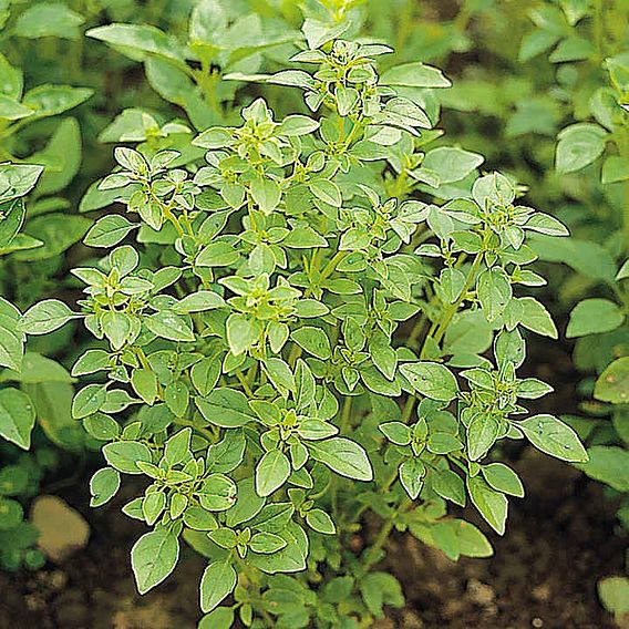 Herb Seed - Basil Bush