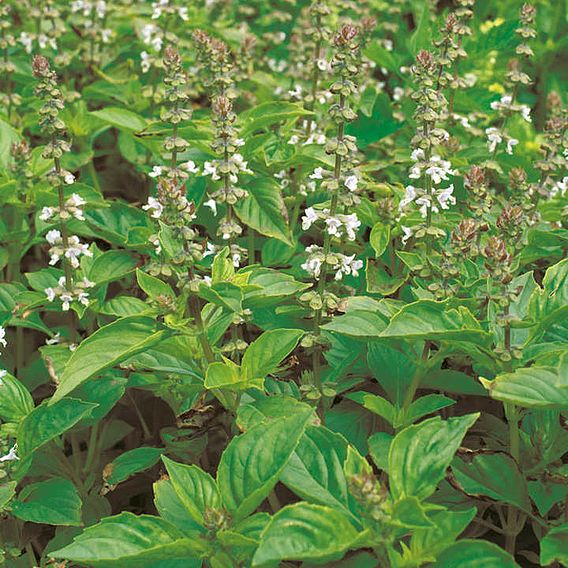 Basil Lime Mrs Burns - Seeds for Pollinators