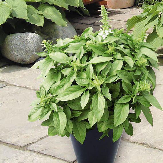 Basil 'Floral Spires White' - Herb Seeds