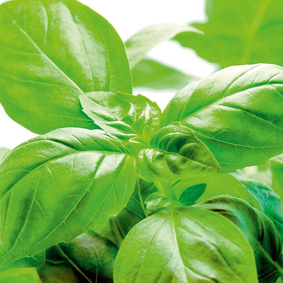 Basil 'Sweet' - Herb Seeds