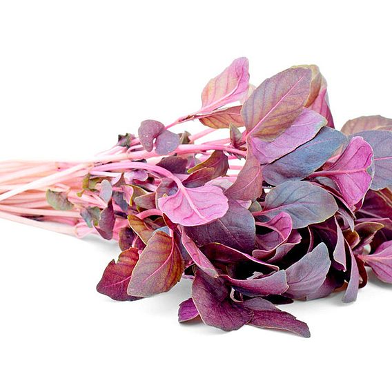 Sprouting 'Basil Dark Opal' - Seeds