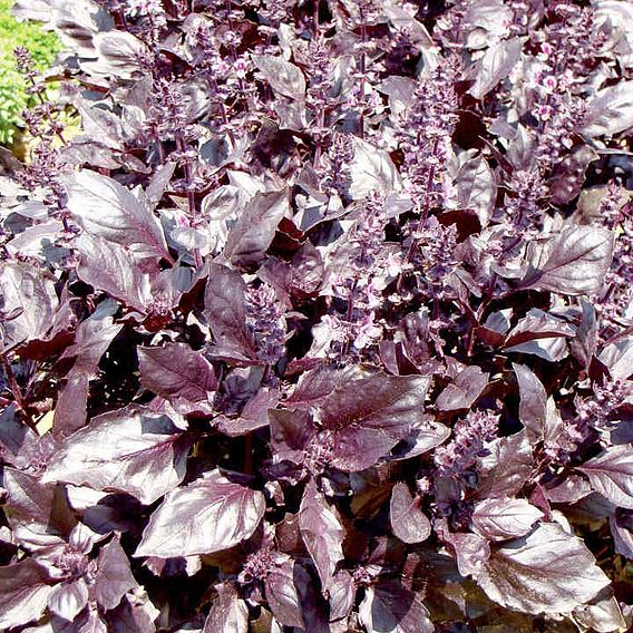 Basil Round Midnight - Seeds for Pollinators