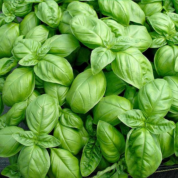 Basil 'Sweet' - Herb Seeds