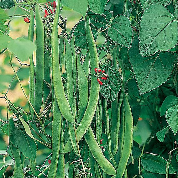 Bean (Runner) Seeds - Enorma