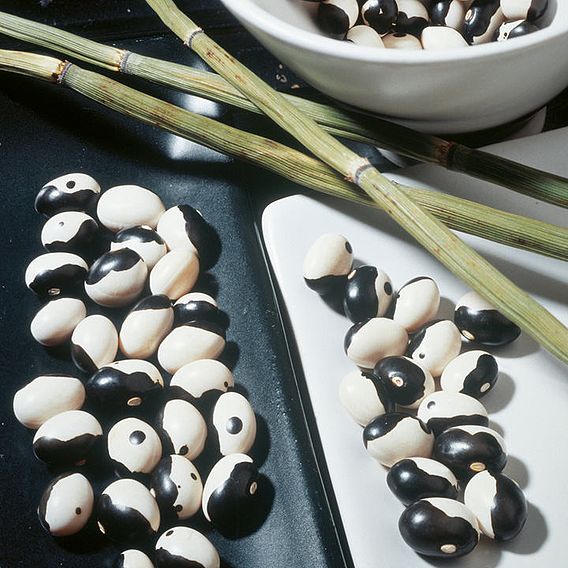 Dwarf French Kidney Bean 'Yin Yang' - Seeds