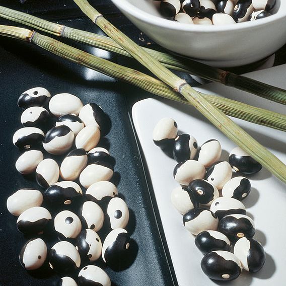 Bean (Dwarf French Kidney) Seeds - Yin Yang