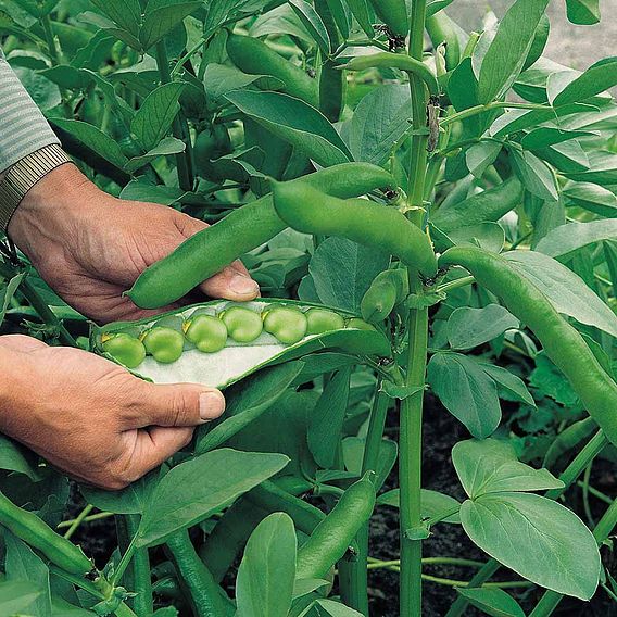 Broad Bean 'Masterpiece Green Longpod' - Seeds