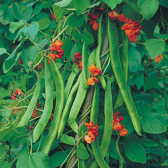 Bean (Runner) Seeds - Butler