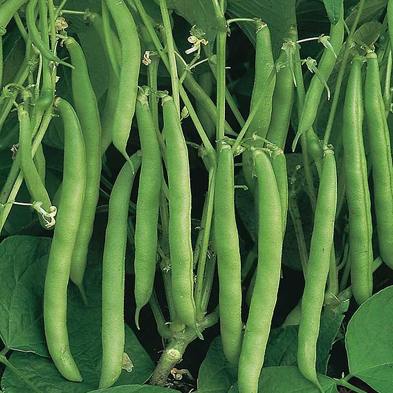 Dwarf French Bean 'Sprite' - Seeds