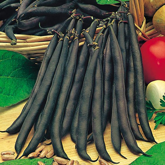 Bean (Dwarf French) Seeds - Purple Queen