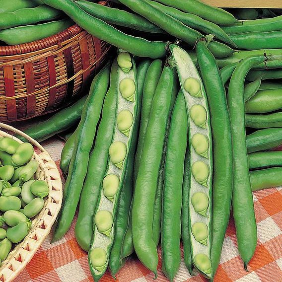 Broad Bean 'Giant Exhibition Longpod' - Seeds