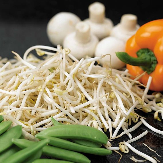 Beansprouts (Mung Bean) - Seeds