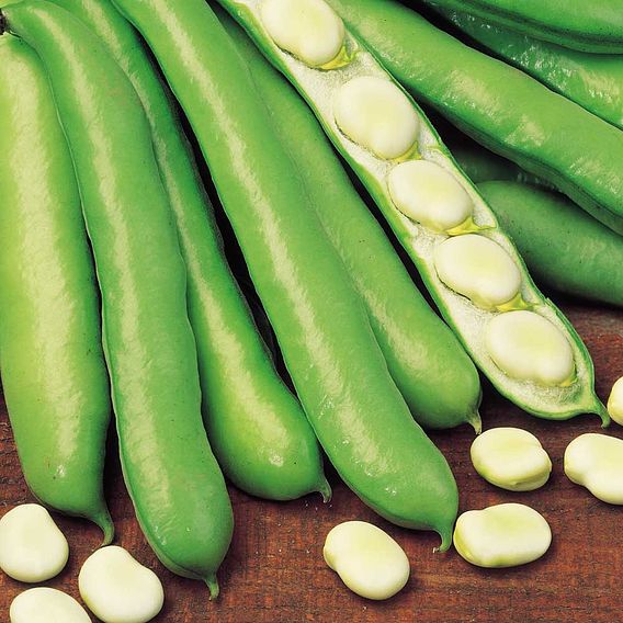 Broad Bean 'Witkiem Manita' - Seeds