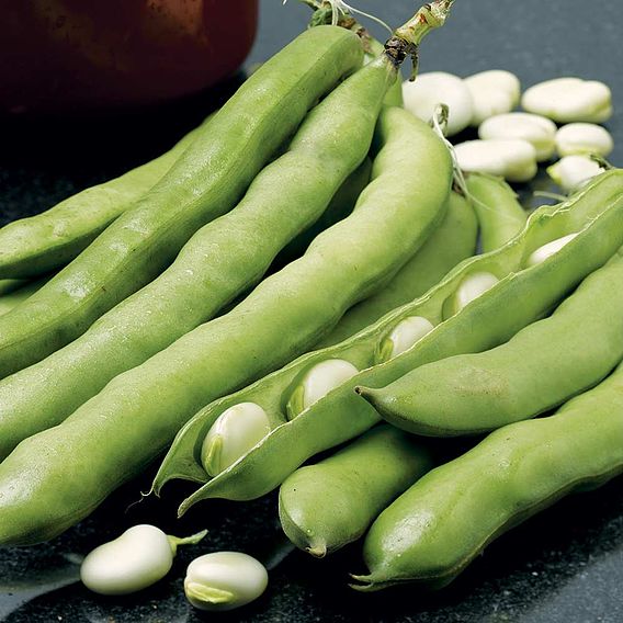 Broad Bean 'Giant Exhibition Longpod' - Seeds