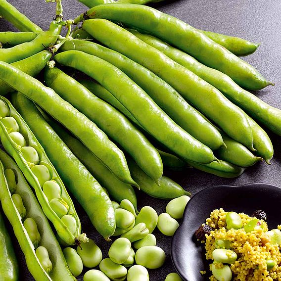 Broad Bean 'Masterpiece Green Longpod' - Seeds