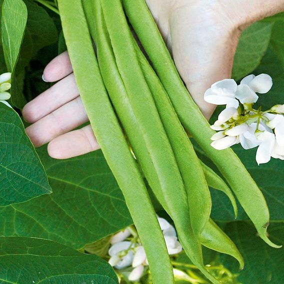 Runner Bean 'Super Trio Mix' - Seeds