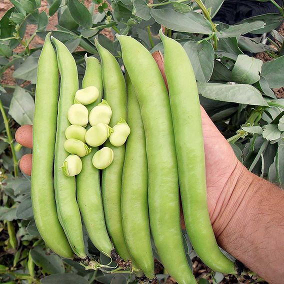 Broad Bean 'Luz de Otono' - Seeds