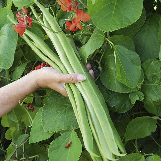 Bean (Runner) Seeds - Benchmaster