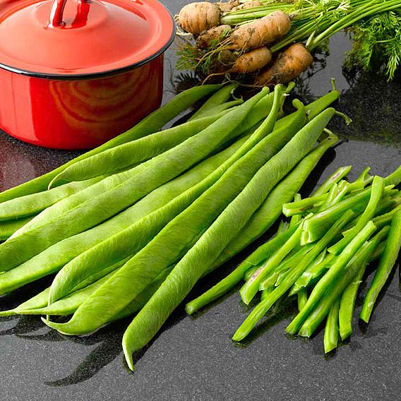Runner Bean 'Benchmaster' - Seeds