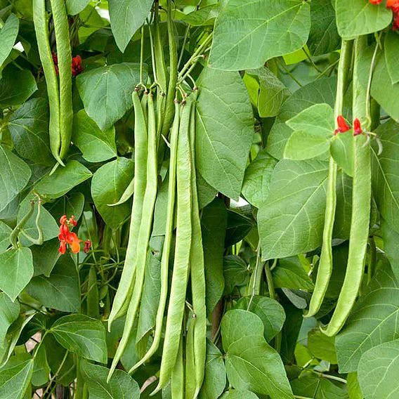 Runner Bean 'Benchmaster' - Seeds