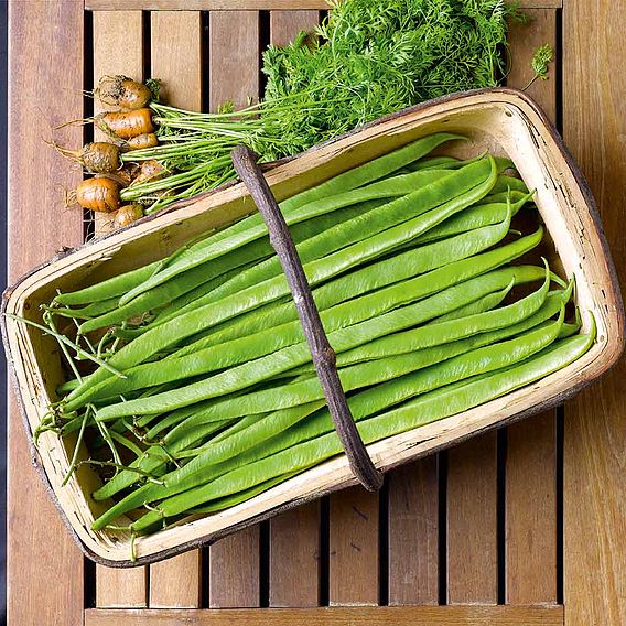 Runner Bean 'Enorma' - Seeds