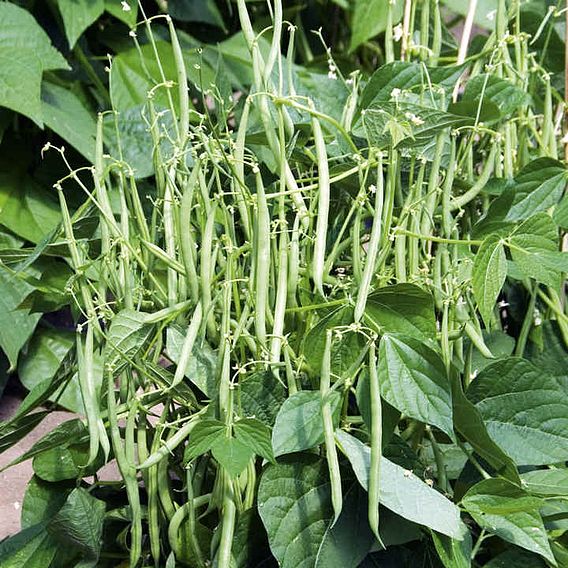 Dwarf French Bean 'Mascotte' - Seeds
