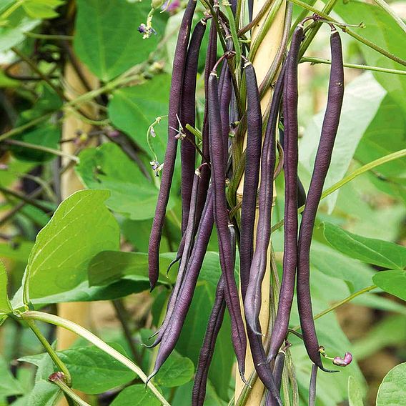 Climbing French Bean 'Colourful Climbing Mix' - Seeds