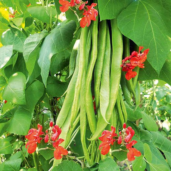 Runner Bean 'Super Trio Mix' - Seeds
