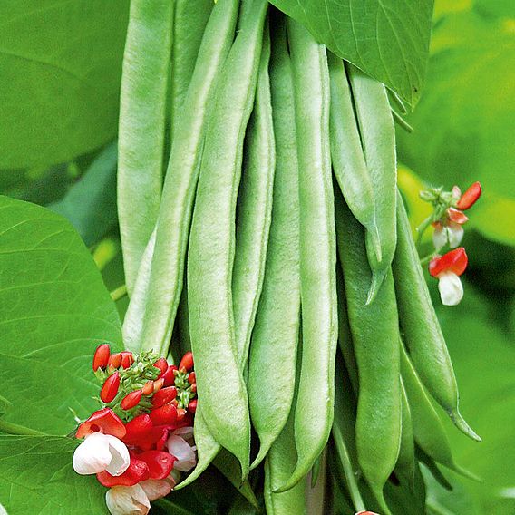 Bean (Runner) Seeds - Tenderstar