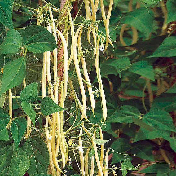 Climbing French Bean 'Colourful Climbing Mix' - Seeds