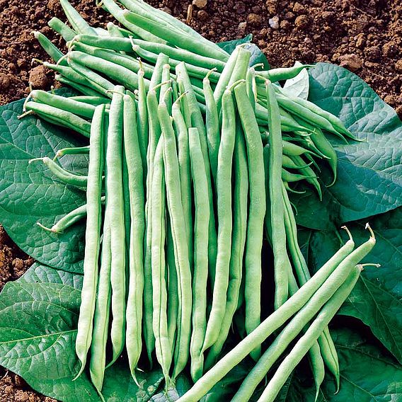 Climbing French Bean 'Colourful Climbing Mix' - Seeds