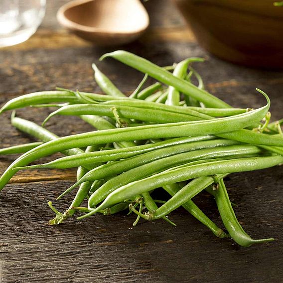 Dwarf French Bean 'Cannellino' - Seeds