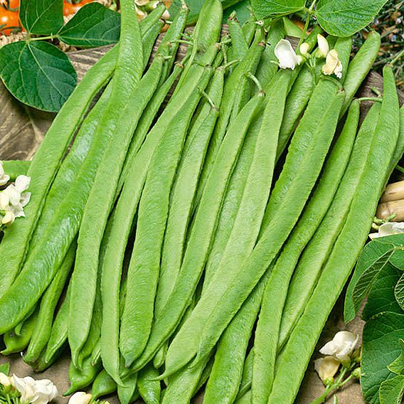 Bean (Runner/Butter) Seeds - Czar