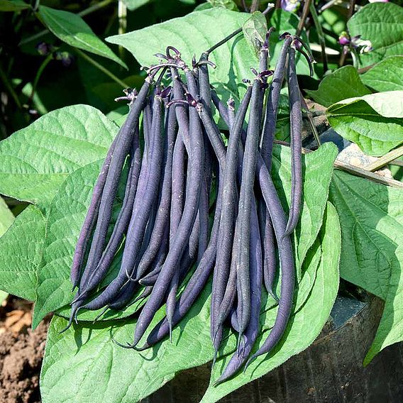 Dwarf French Bean 'Mistik' - Seeds