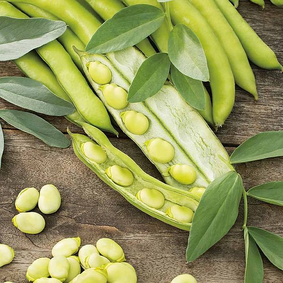 Broad Bean 'Luz de Otono' - Seeds