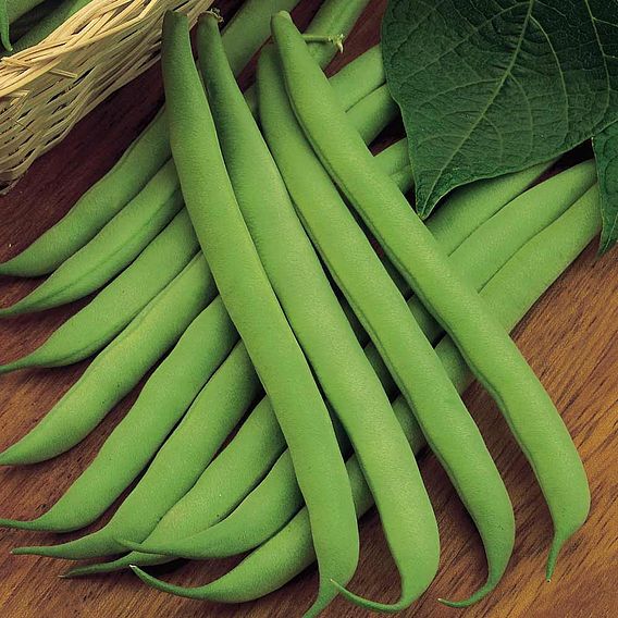 Dwarf French Bean 'Sprite' - Seeds
