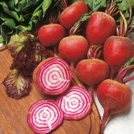 Beetroot Seeds - Chioggia