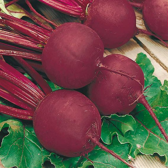 Beetroot 'Boltardy' - Seed Tape
