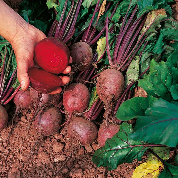 Beetroot Seeds - Globe 2