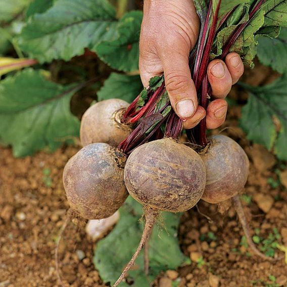Beetroot 'Boltardy' - Seed Tape