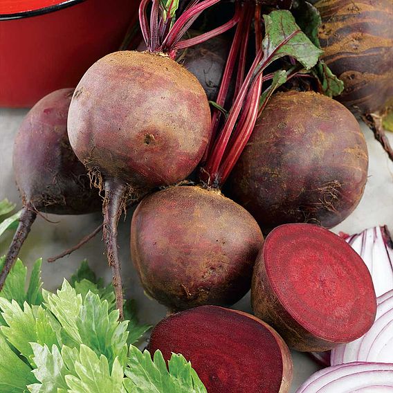 Beetroot 'Boltardy' - Seed Tape
