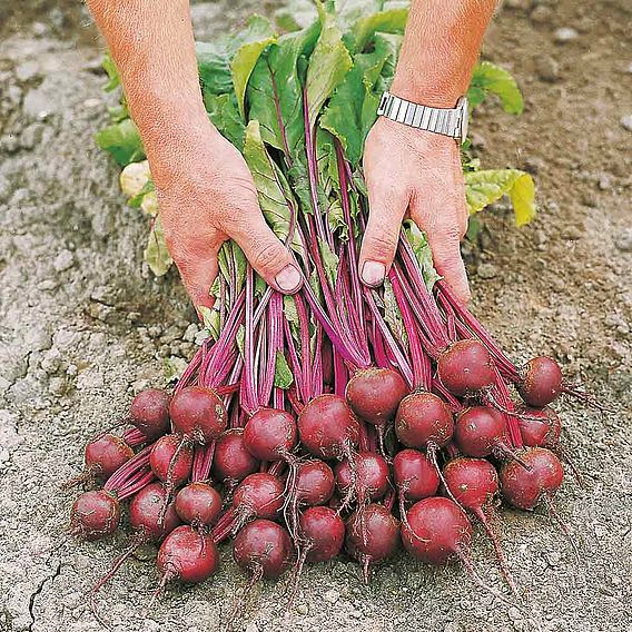 Beetroot Seeds - F1 Action