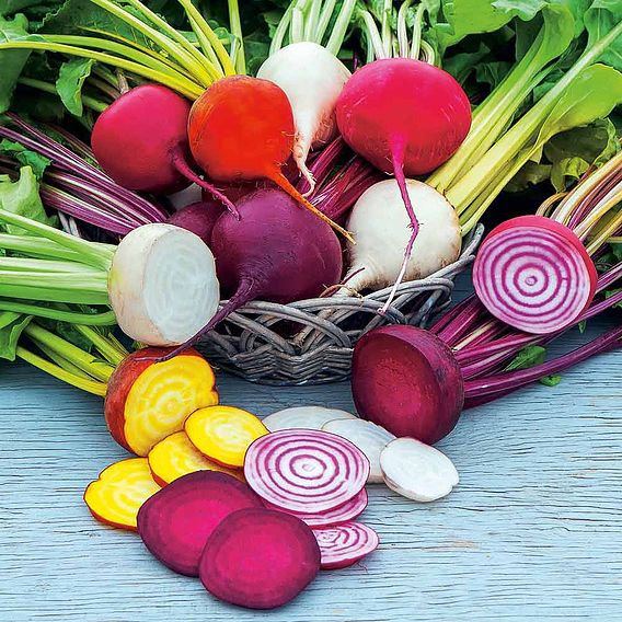 Beetroot 'Rainbow Mix' - Seeds