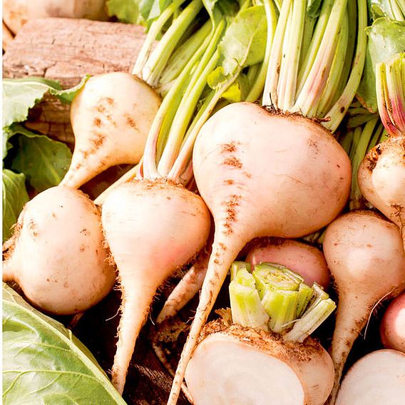 Beetroot 'Albina Verduna' - Seeds