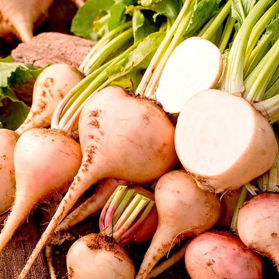 Beetroot 'Albina Verduna' - Seeds