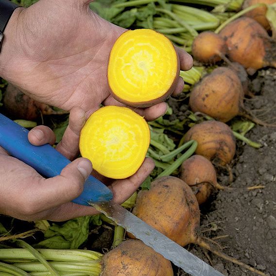 Beetroot Seeds - F1 Bolder