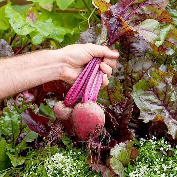 Beetroot 'Bulls Blood' - Seeds